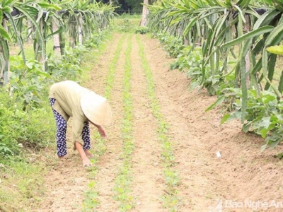 Nông dân Thanh Chương chia sẻ kinh nghiệm trồng xen cho thu nhập '2 trong 1'