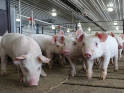 Practical grinding guidelines for pig feeds