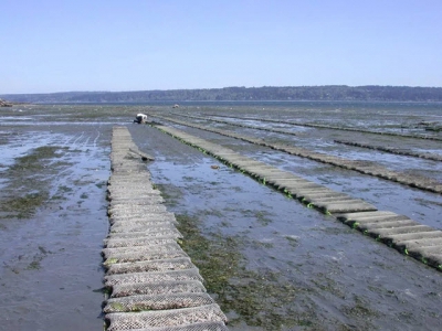 Can breeding science revolutionise shellfish production?