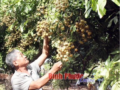 Thu lời cao nhờ nhãn da bò trái vụ