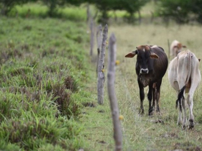 Healthy pastures may limit nitrous oxide effects from grazing cattle