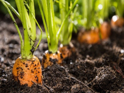 Kỹ thuật trồng cà rốt cho năng suất chất lượng tốt ngay trong vườn nhà