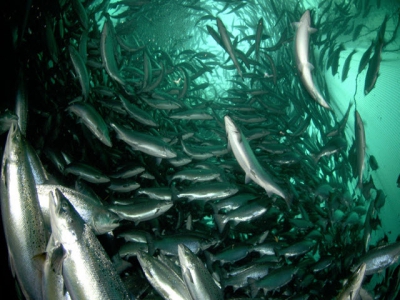 Fresh insights into salmon feeds