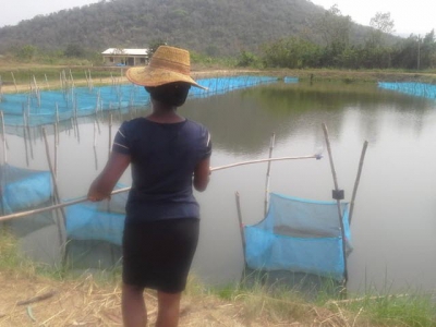 Seeding the future of Ghanas tilapia sector