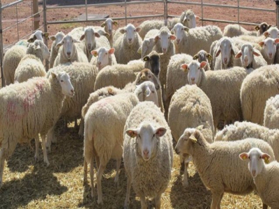 New reproductive protocol for sheep uses natural hormones