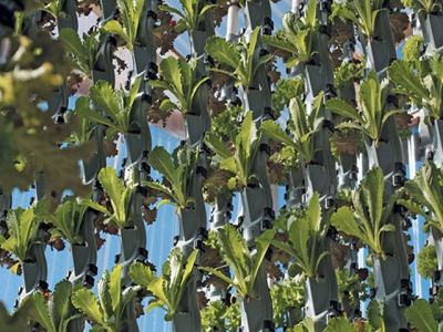 Vertical farming – less space, less water, higher yield