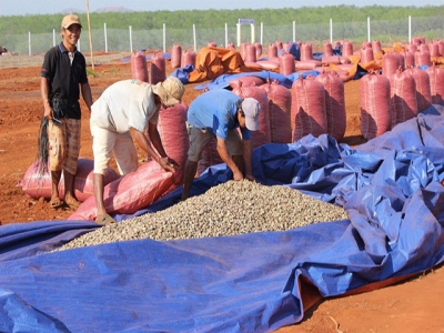 Cashew price to recover this year