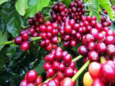 Vietnam attends international coffee, tea expo in Singapore