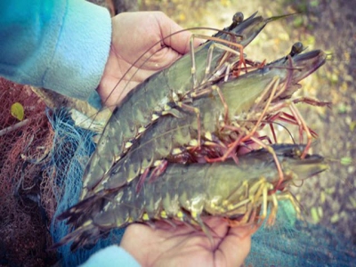 Trà Vinh succeeds in studying SPF tiger shrimp bloodstock