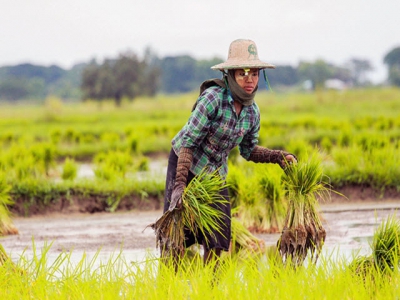 Rice farmers face stagnant sales, lower prices