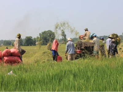 Vietnamese struggle to export more rice