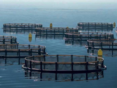 Aquaculture Frontiers, part 2: Who will disrupt the salmon industry?