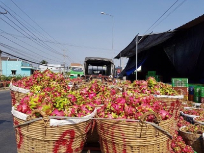 Dragon fruit prices soar