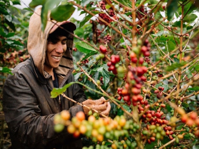 Viet Nam coffee growers warned of gloomy future