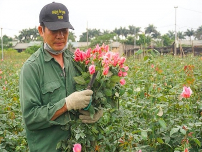 Covid-19 brings losses to flower growers