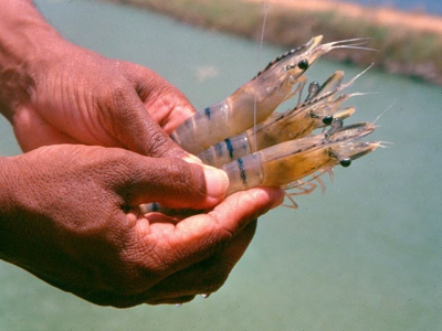 Aquaculture Frontiers, part 3: Shrimp, in search of order (and profit)