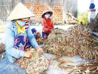 Farmers in central provinces enjoy good harvest of vegetables