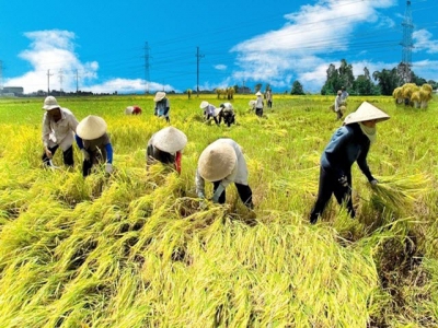 Vietnams rice exports in spotlight despite decrease in acrerage