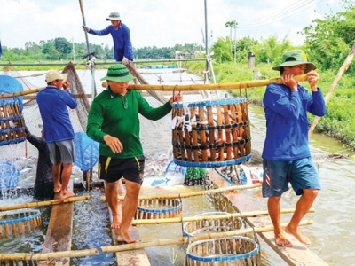 Pangasius farmers in Mekong Delta provinces suffer double losses