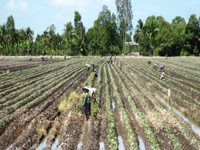 Farmers in sugar cane islet switch to grow fruits, breed fishes