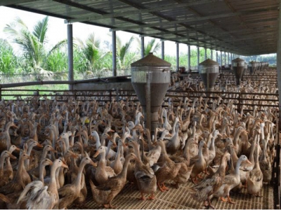 Duck farmers urged to meet biosafety standards