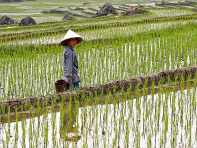 Asia Rice-Drought-hit Thailands rates soar to 6-1/2 yr peak on supply dearth