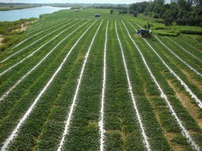 Price of watermelons increases to VND4,000 per kilogram in Quang Ngai Province