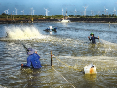 Bốn yếu tố nuôi tôm thành công