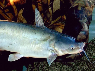 Cá da trơn lai mang lại ưu điểm về hiệu suất cho ngành cá da trơn Hoa Kỳ