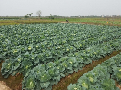 How COVID-19 is affecting northern Vietnamese veggie supplying market