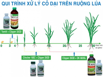 Quản lý cỏ dại đầu vụ đông xuân ở ĐBSCL