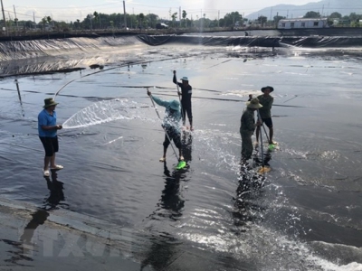 Vietnam projected to become one of worlds leading shrimp producers