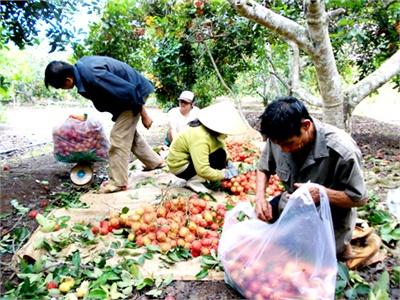 Chôm Chôm Rớt Giá Ở Đồng Nai