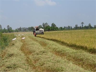 Toàn Tỉnh Đã Thu Hoạch 30.000 Ha Lúa Hè Thu Sớm