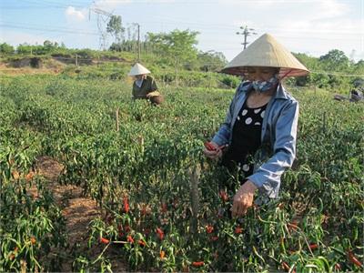 Nông Dân Trồng Ớt Lao Đao Vì Rớt Giá