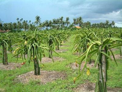 Sau đợt cao điểm phòng chống bệnh đốm nâu trên thanh long hiệu quả nhưng còn tiềm ẩn nhiều nguy cơ bùng phát