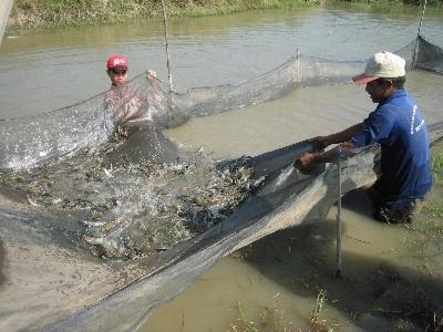 Tăng sức đề kháng tôm, nghêu khi thời tiết thay đổi bất thường để tránh thiệt hại