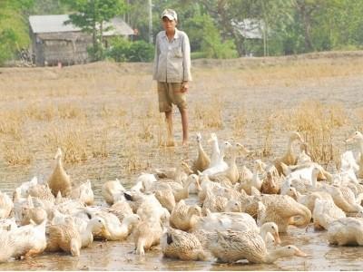 Nuôi vịt chạy đồng