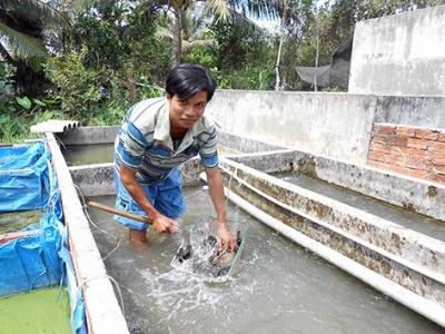 Cá chạch lấu loài thủy sản đầy tiềm năng phát triển