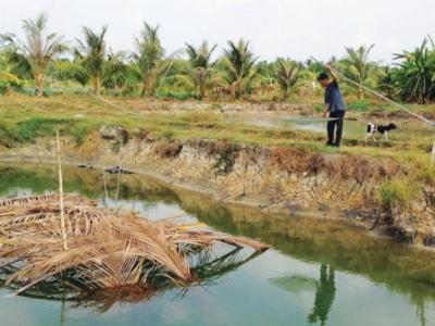 Cá chình, cá bống tượng mùa nắng hạn