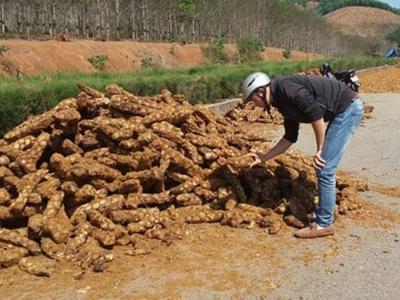 Bán tháo cây thuốc quý cho Trung Quốc, giá 5kg chỉ bằng ổ bánh mì