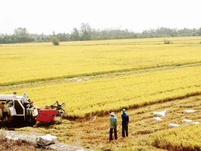 Ổn định nguồn nguyên liệu xuất khẩu nông thủy sản cần hệ thống canh tác thích ứng