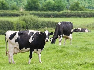 Nghiên cứu lai tạo giống gia súc có khả năng kháng lại bệnh do ký sinh trùng đe dọa tính mạng của gia súc - Phần 1