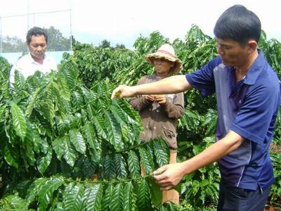 Gỡ khó cho tái canh cà phê