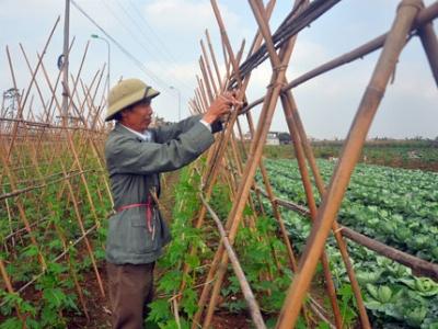 Gỡ khó giúp nông dân làm giàu