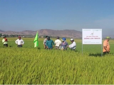 Lúa TBR225 'bén duyên' trên đồng Phú Thiện