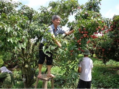 Chăm bón nhãn, vải khi thời tiết bất thuận