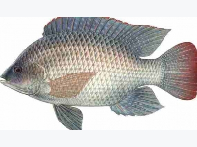 Tilapia Fish Farming Information Guide