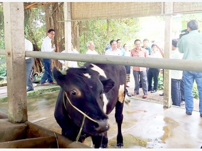 Thành phố Hồ Chí Minh: Nuôi bò thịt cao sản cho hiệu quả