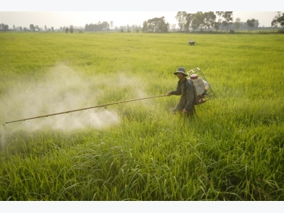 Thiên tai, dịch hại ảnh hưởng mạnh năng suất lúa ĐBSCL